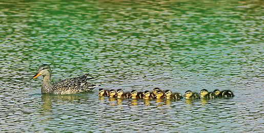 《最后的生还者》Steam多半差评 优化差、频繁崩溃